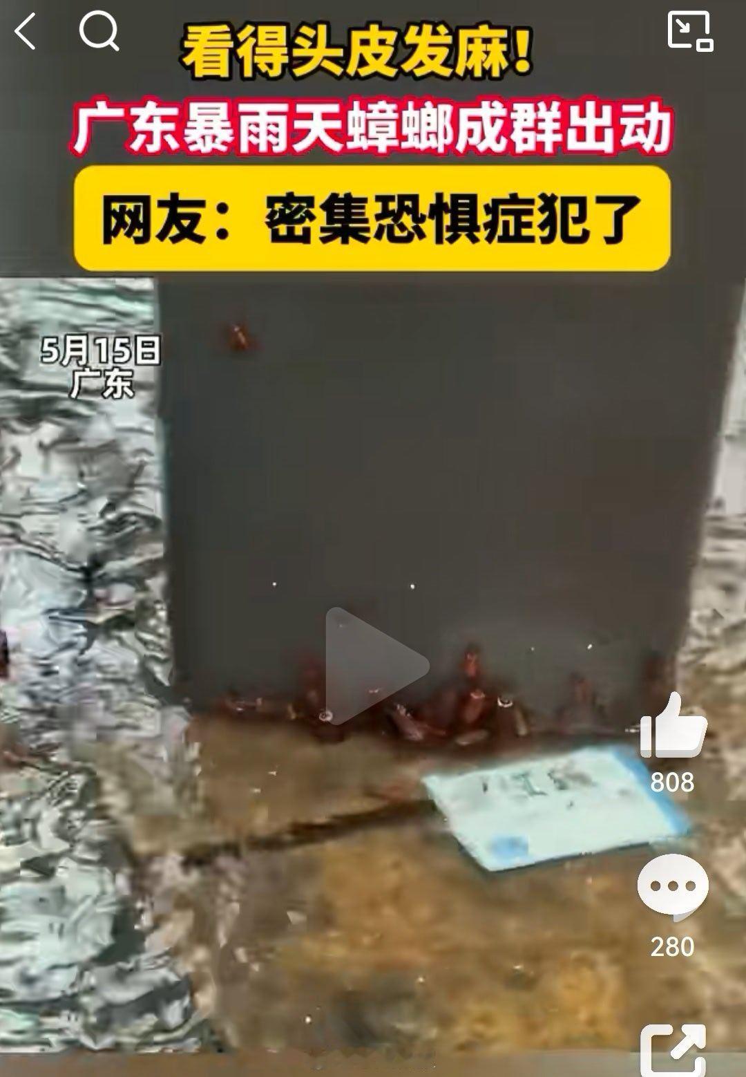 广东暴雨天蟑螂成群出动这就是广东暴雨的唯一好处，把蟑螂🪳一锅端 广州