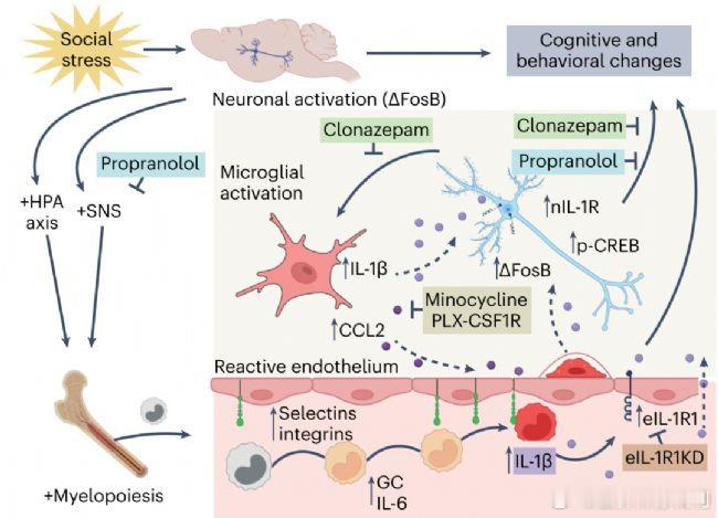 抑郁焦虑会抑制免疫细胞活性我的防护手册全民营养提升计划 抑郁和焦虑情绪确实会影响