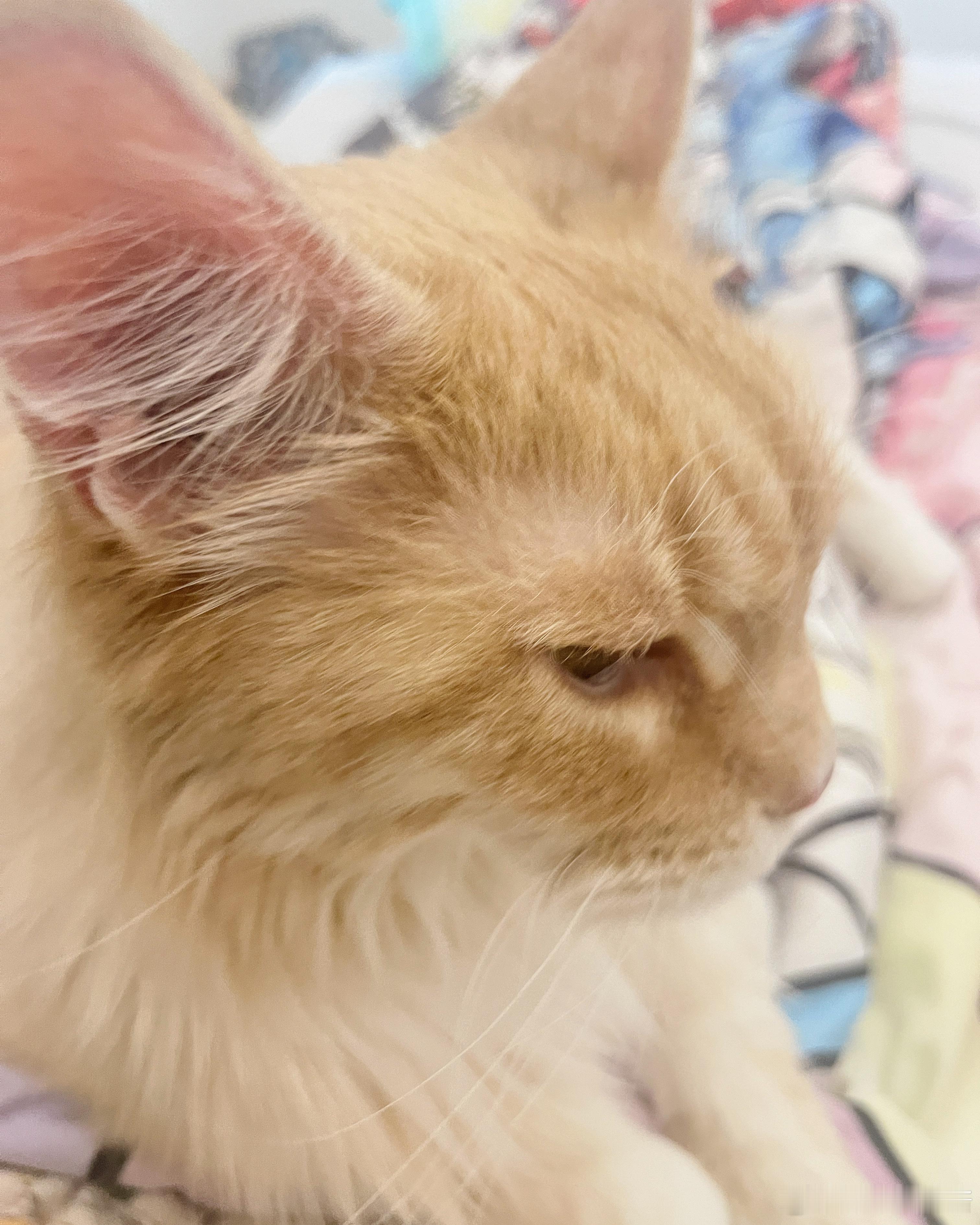 缅因猫[超话] 我觉得小猫咪一点都不笨 🙃 他们也知道自己生病了，就会多来争宠