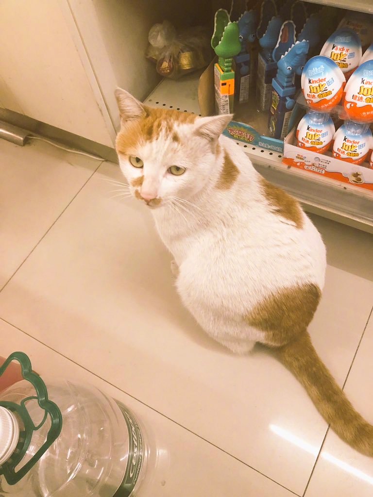 门口小超市老板娘收养的猫，这个冬天他终于不用忍饥挨冻了[心]​​​