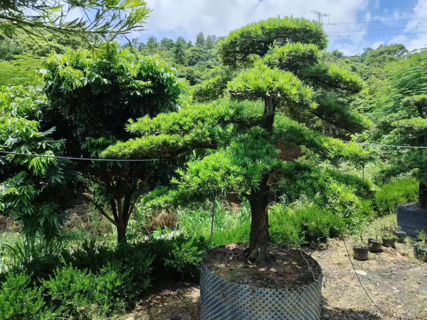 罗汉松系