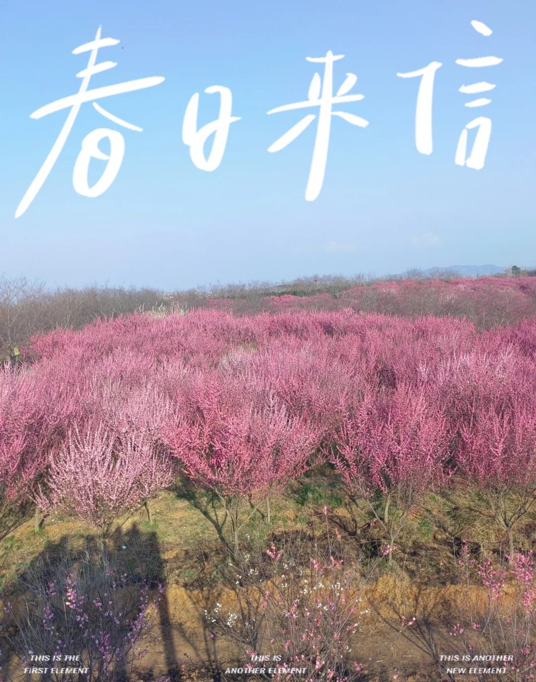 庙岗清水湾梅园|奔赴山野赴一场花之约🌸