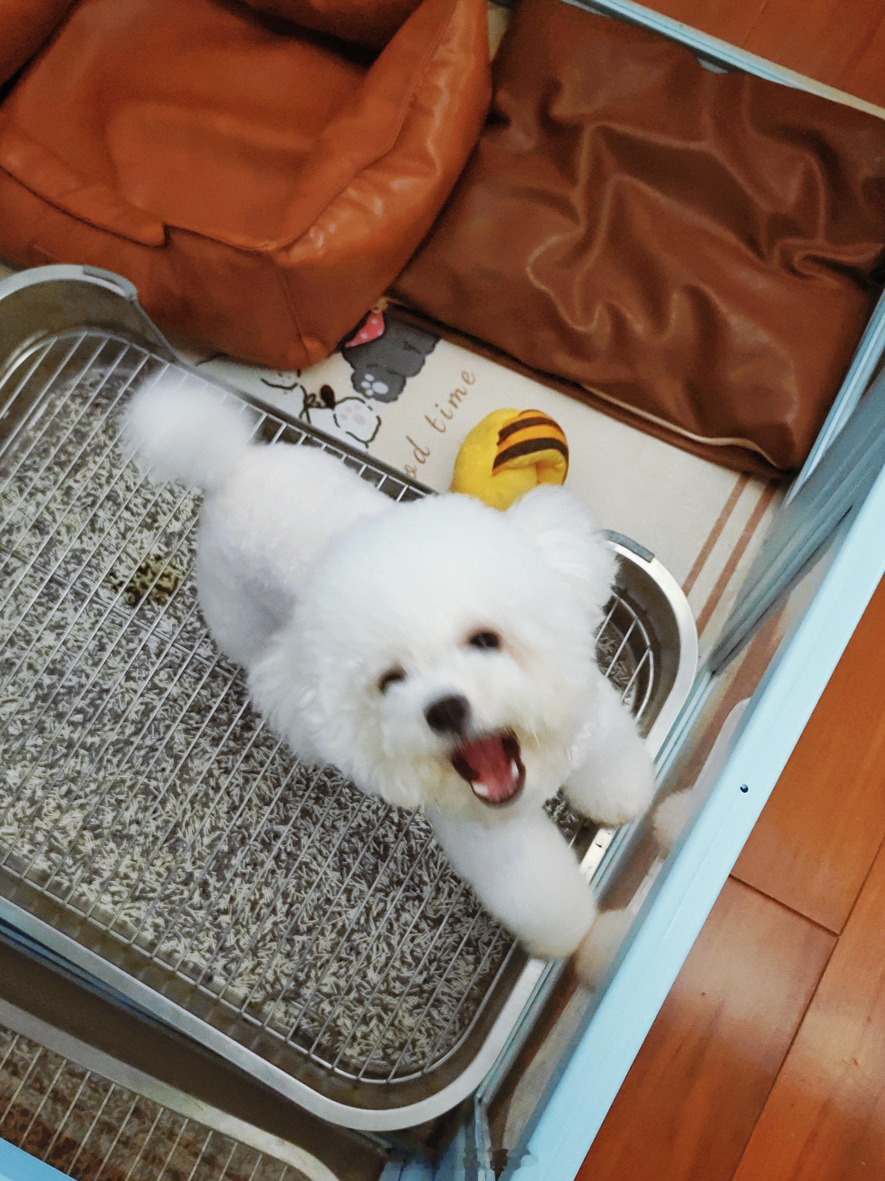🐶我家拿铁今天超开心，在笼子里活蹦乱跳的，小舌头吐出来超可爱 ꒰ᐢ๑＞ᴥ＜๑ᐢ