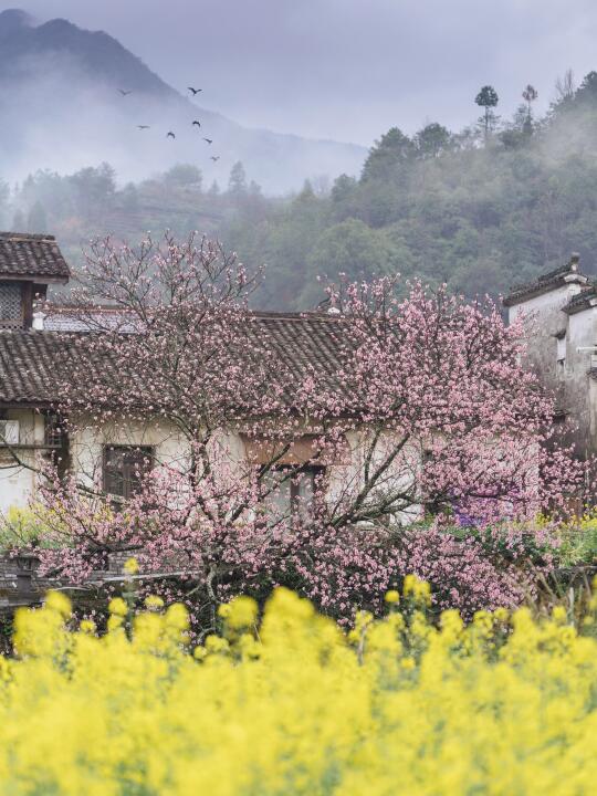 比起篁岭，我更爱婺源这条免费赏花路线
