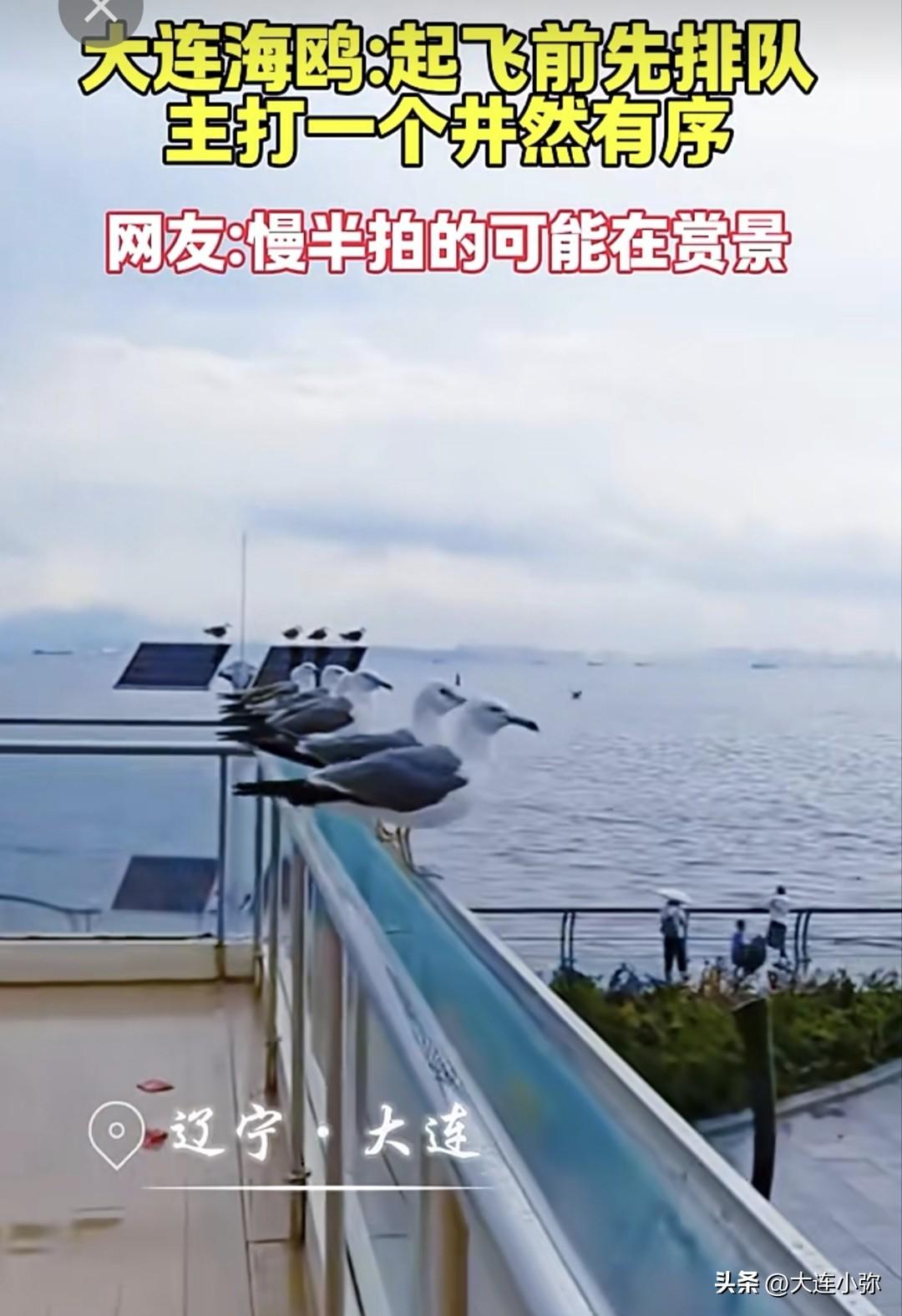 连海鸥都学会排队！大连这一幕太有意思了
 
近日，大连海边的观景台上出现了有趣的