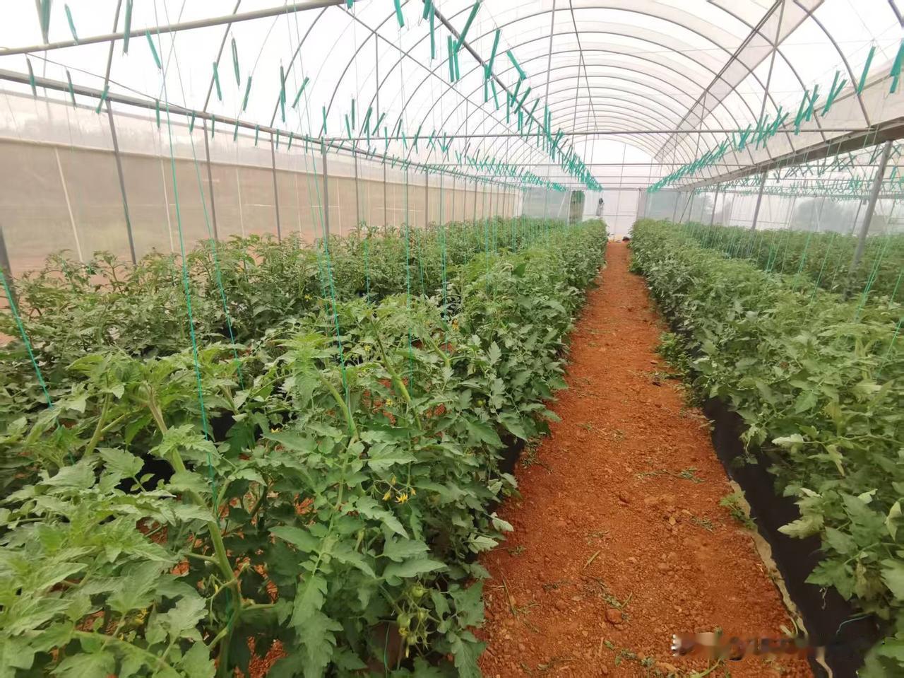 这年头搞农业很难，但一是借助有效技术，选一单品，专业化，集约化，精细化布局，总是