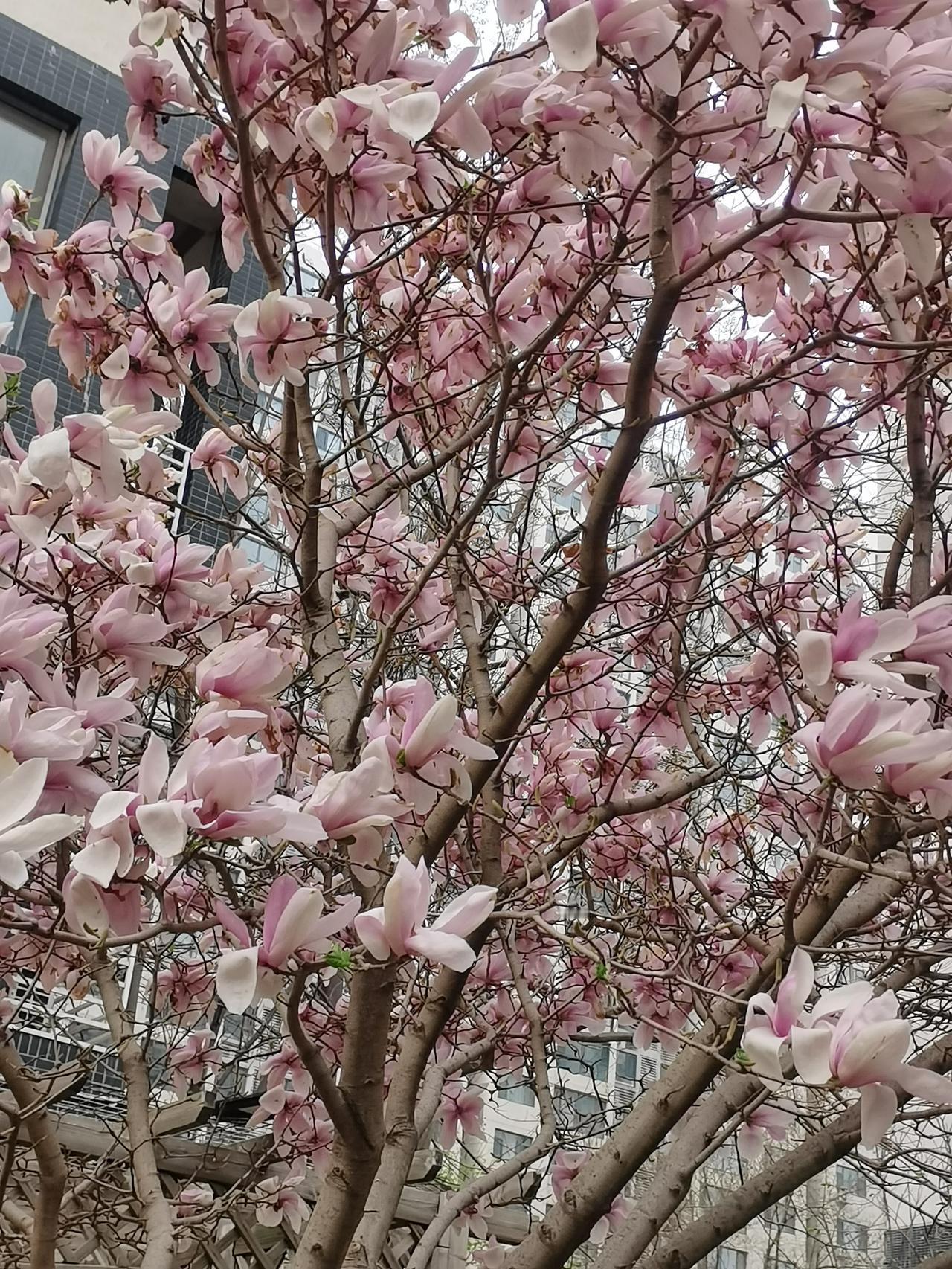 这几天，无论怎样努力，阅读量都是个位数，而且都是老朋友。这让我特别感动，就像人处