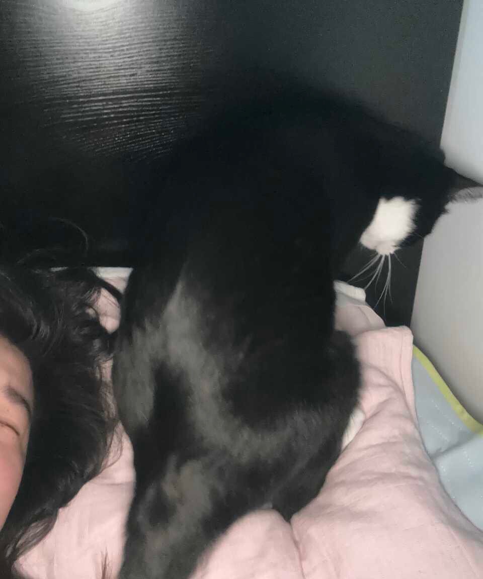 “早上用雷霆大屁对着人 在枕头上踩奶”daily奶牛猫 （投稿：） 