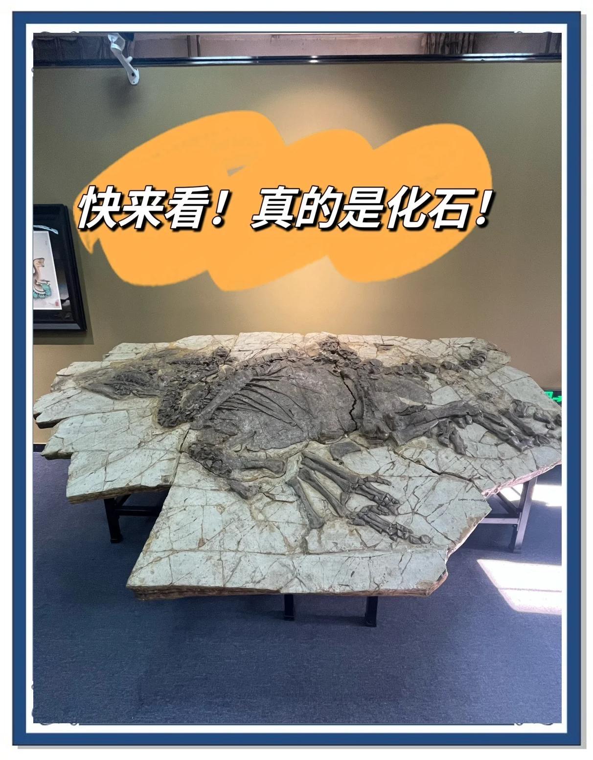 2023年11月2日国家自然博物馆启幕的《远古热河》特展，集齐131件中生代珍稀