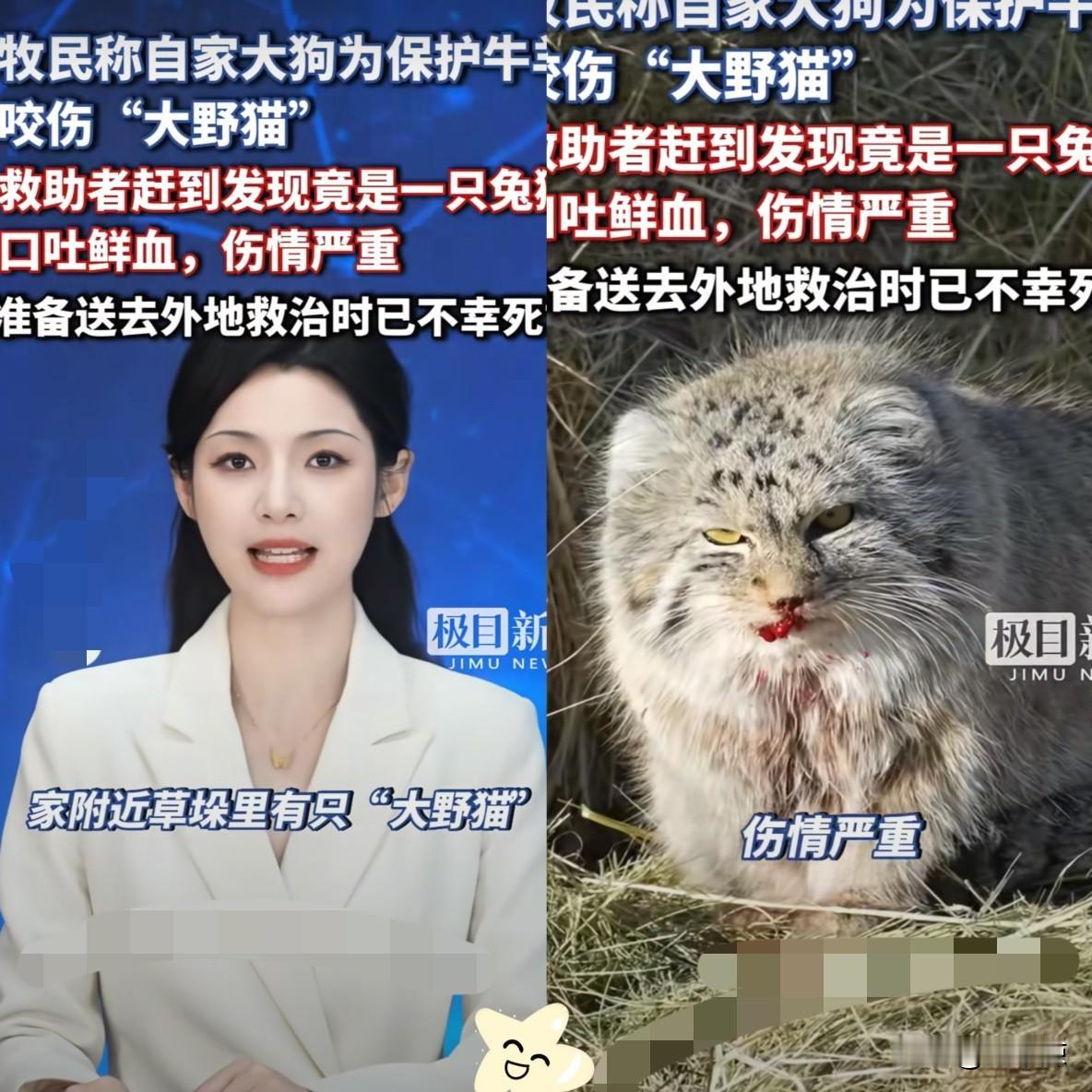 “太可怜了！”内蒙古一只大狗为保护牛羊，咬伤“大野猫”，牧主也没当回事，结果，救