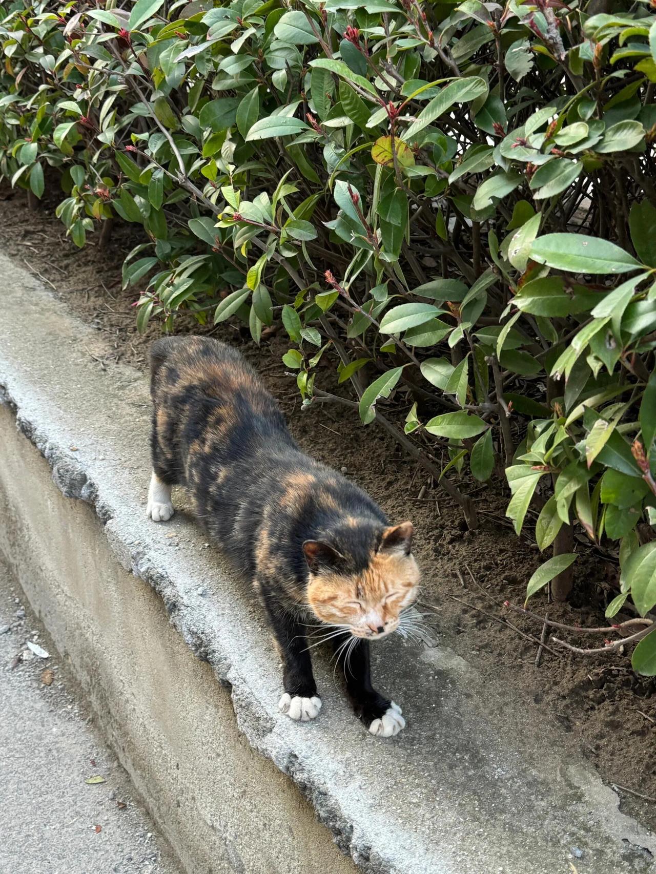 你敢喂流浪猫吗？
小区有个几个老太太，每天都会带着吃的喂猫，小区的猫对她们也很亲