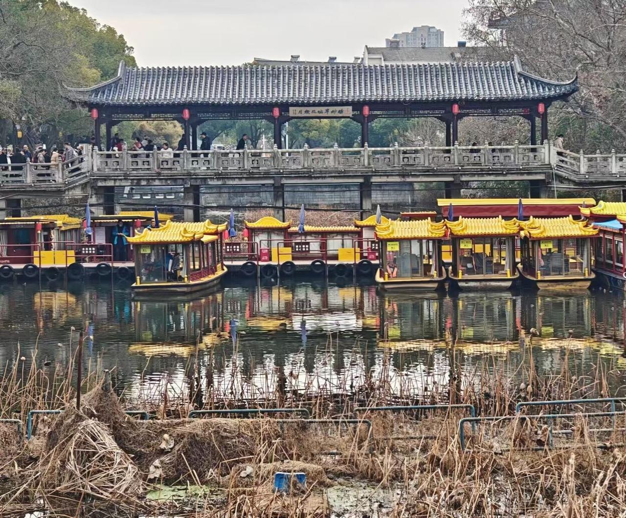 残荷虽未醒，人间已沸腾。
这满船的热闹，
是马年最鲜活的开篇。