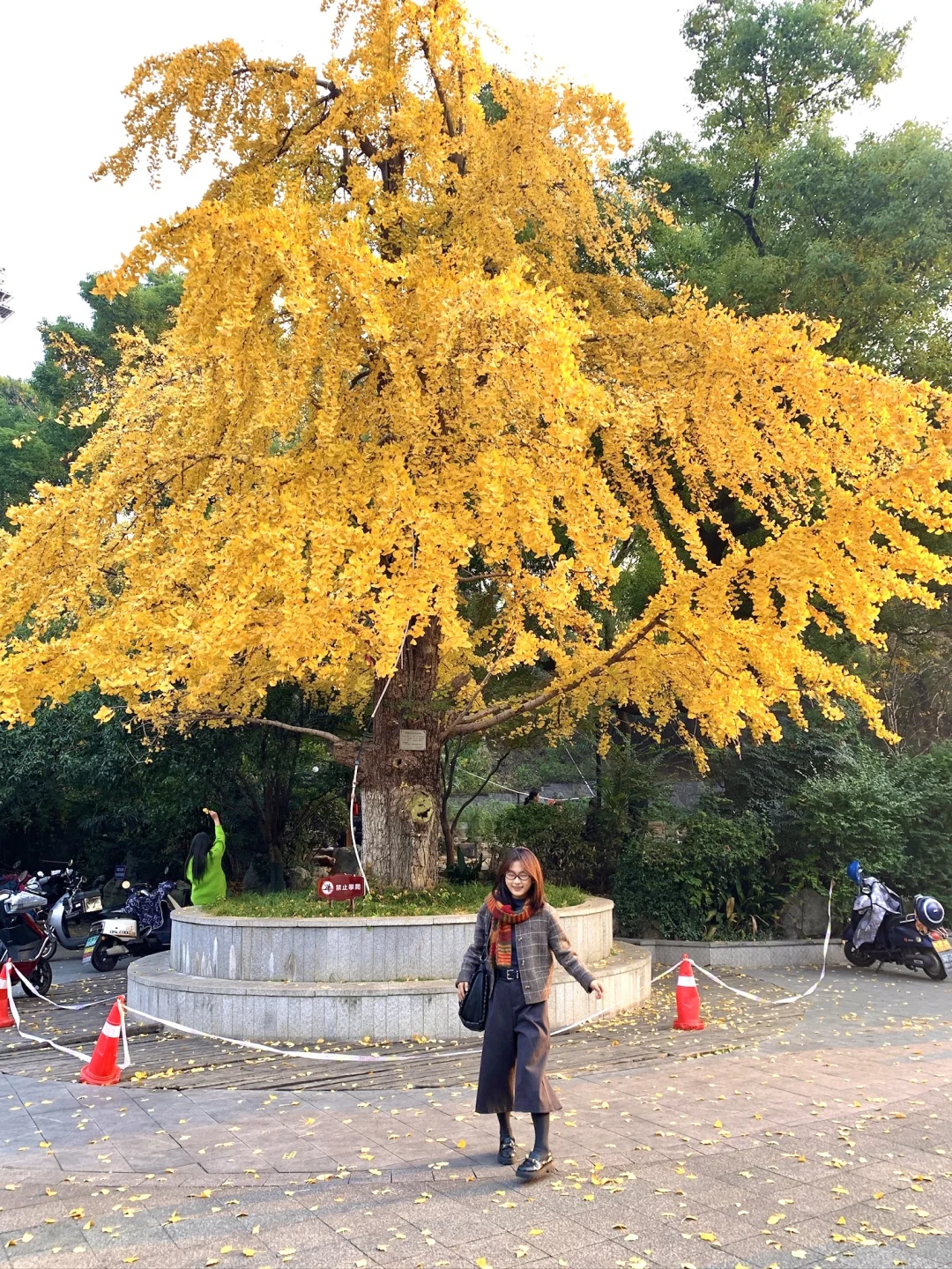 在长沙！！偶遇一颗银杏圣诞树🎄实况live