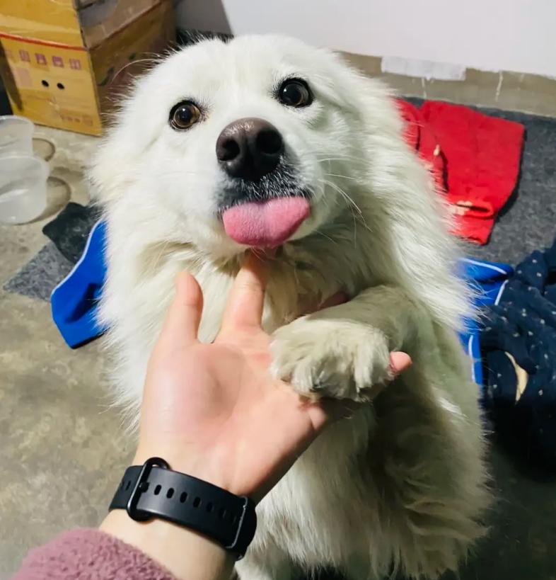 江苏连云港，一只萨摩耶犬在小区内被活活烧死。事件的起因竟然是两个男孩玩耍时将点燃