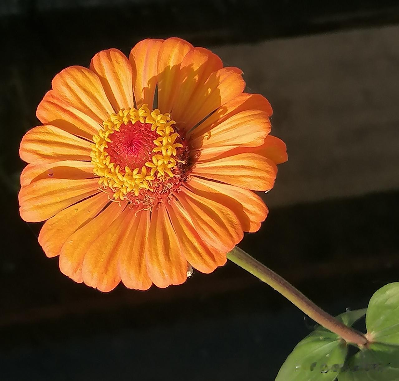 《小花一朵（西安李林摄于汉中城固）》