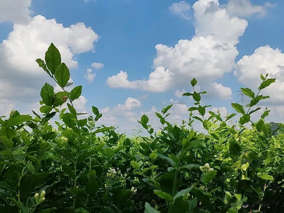 勤劳的小蜜蜂还在采花呢？加油呀，今天的茉莉花供不应求的呢，价格蹭蹭往上涨，一路长