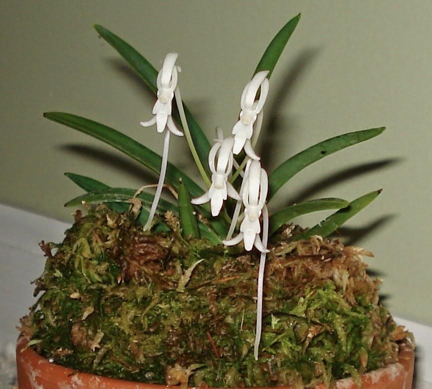 风兰Vanda falcata，也叫富贵兰
分类：兰科万代兰族单轴附生兰，异名 