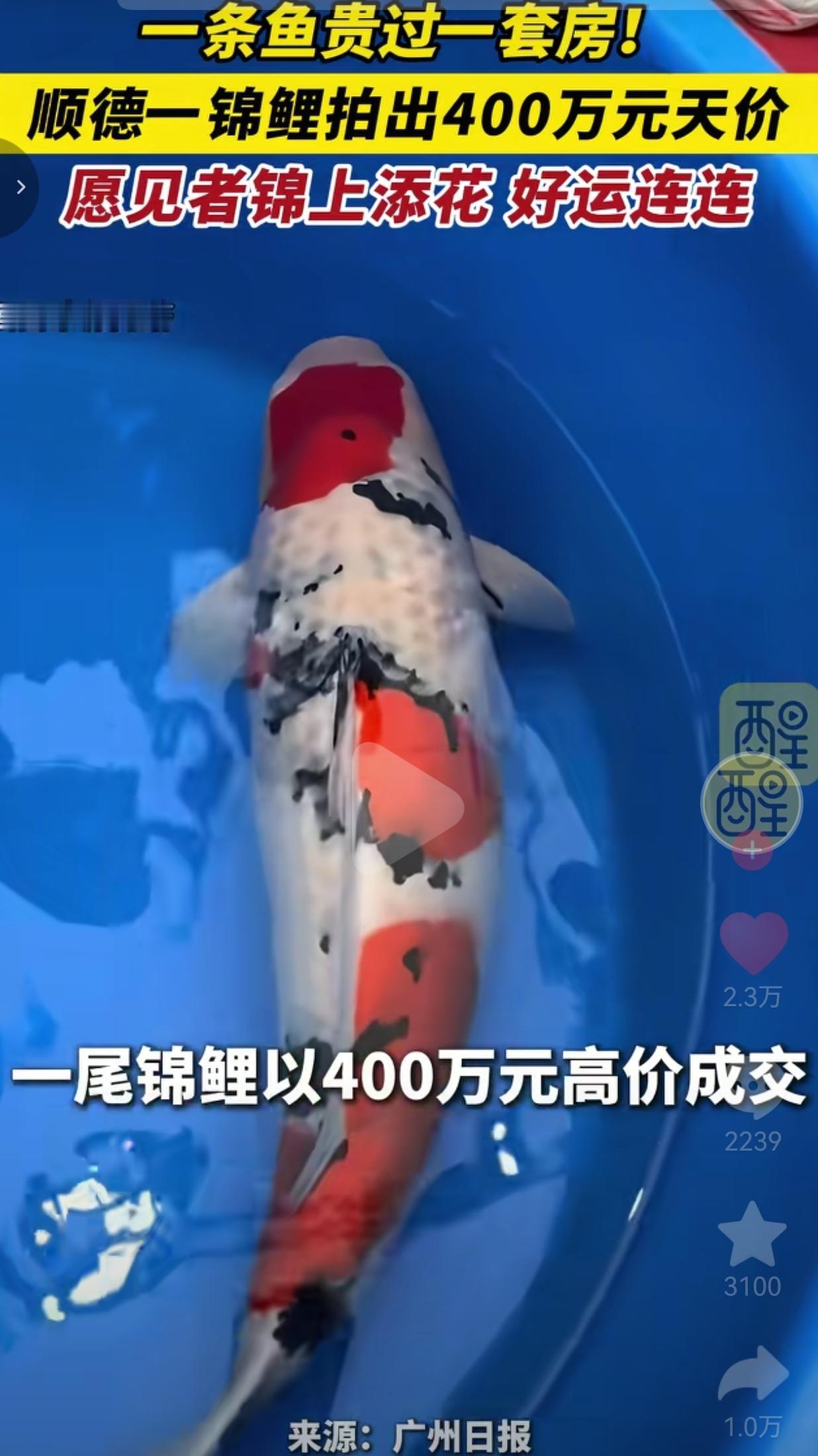 顺德这条锦鲤拍出400万，真的不是炒作！国产锦鲤终于扬眉吐气了
 
不少人听完都