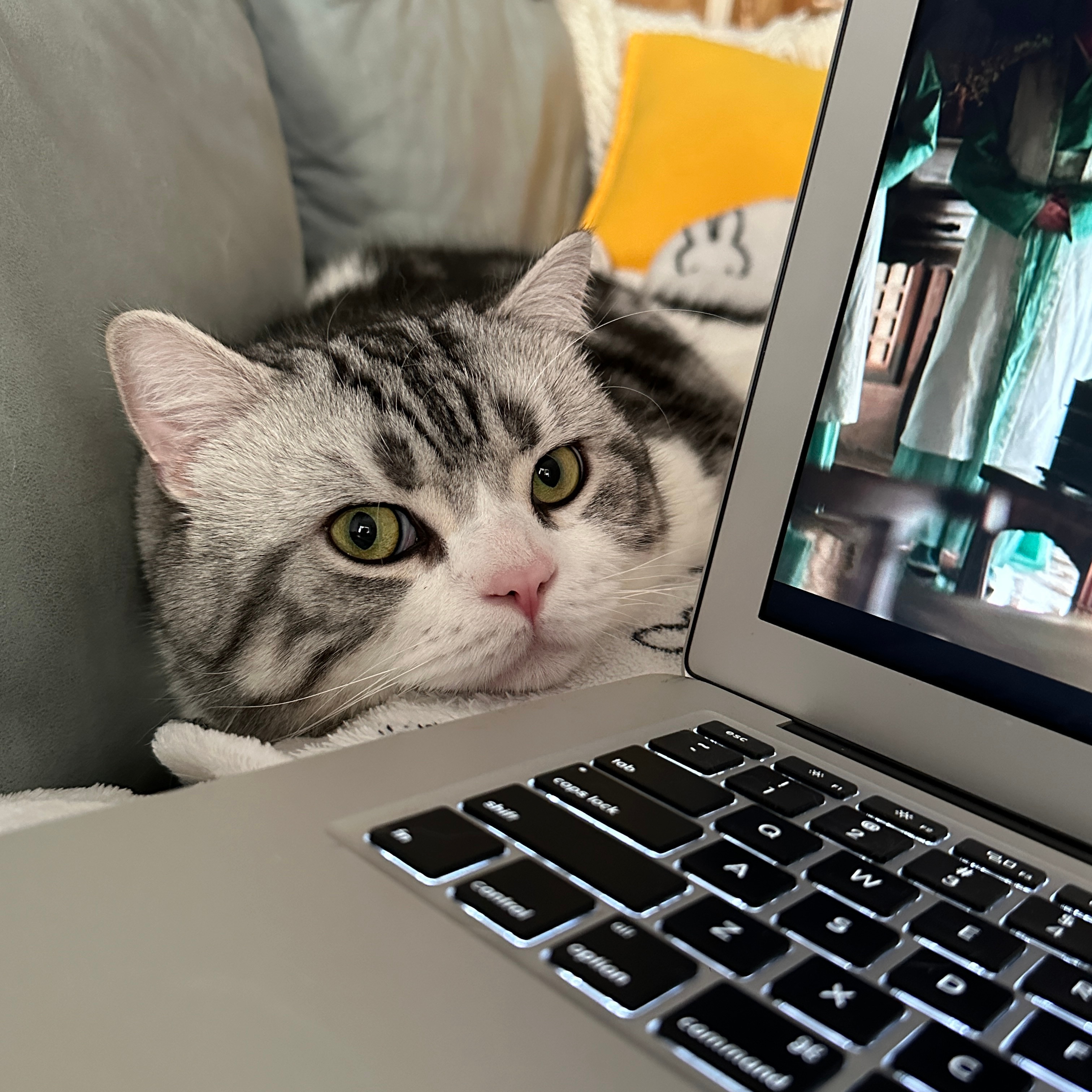 诡计多端的小猫咪  ​​​