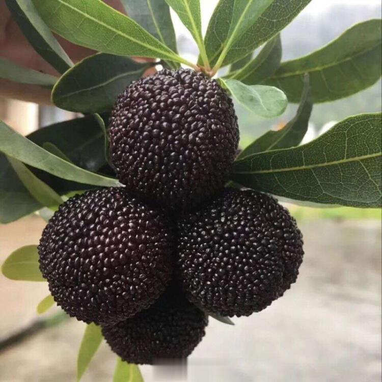 #男子每天1斤杨梅狂吃20天要做血透# 跟我一样，也是一个杨梅爱好者啊！不过其实