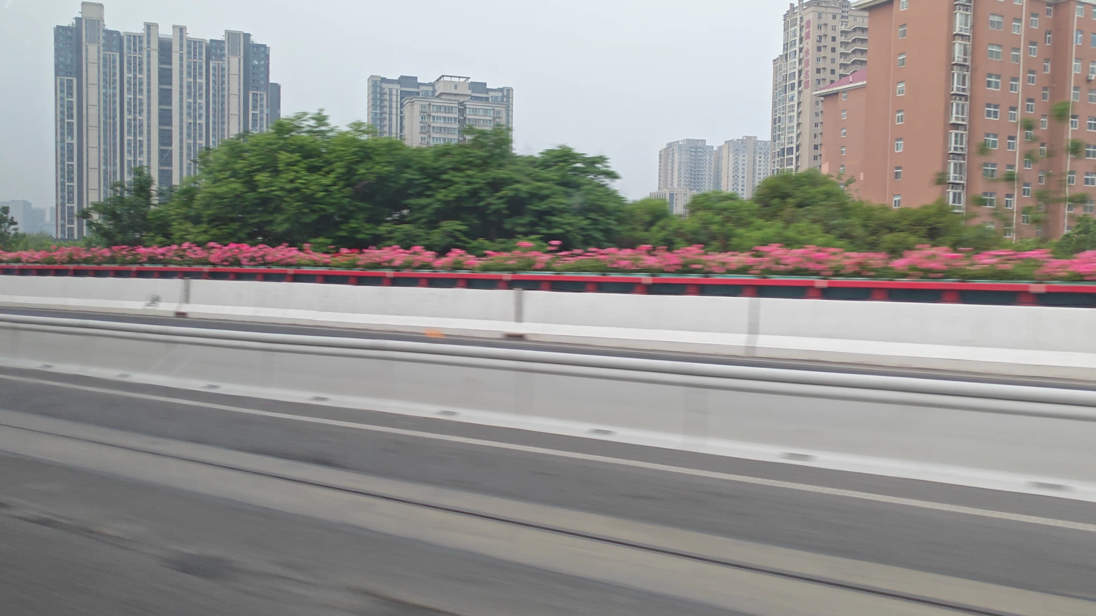 早ﾉ☀郑州高架的月季开的这么好！