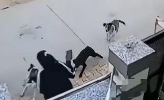 如果狗咬了我，我第一时间猛击狗主人，死活不问，因为它是在持狗行凶，我是正当防卫。