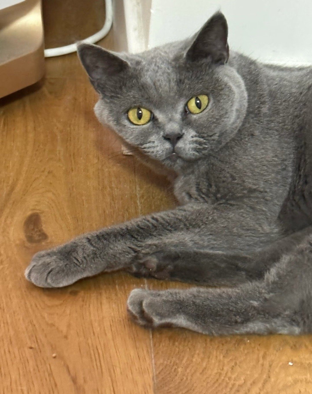 人生建议：睡觉不要侧躺不然脸真的会歪哦在猫脸上看出了侧睡的危害