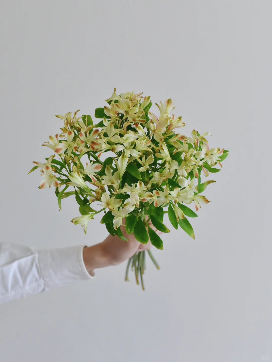 日本六出·Vegeta