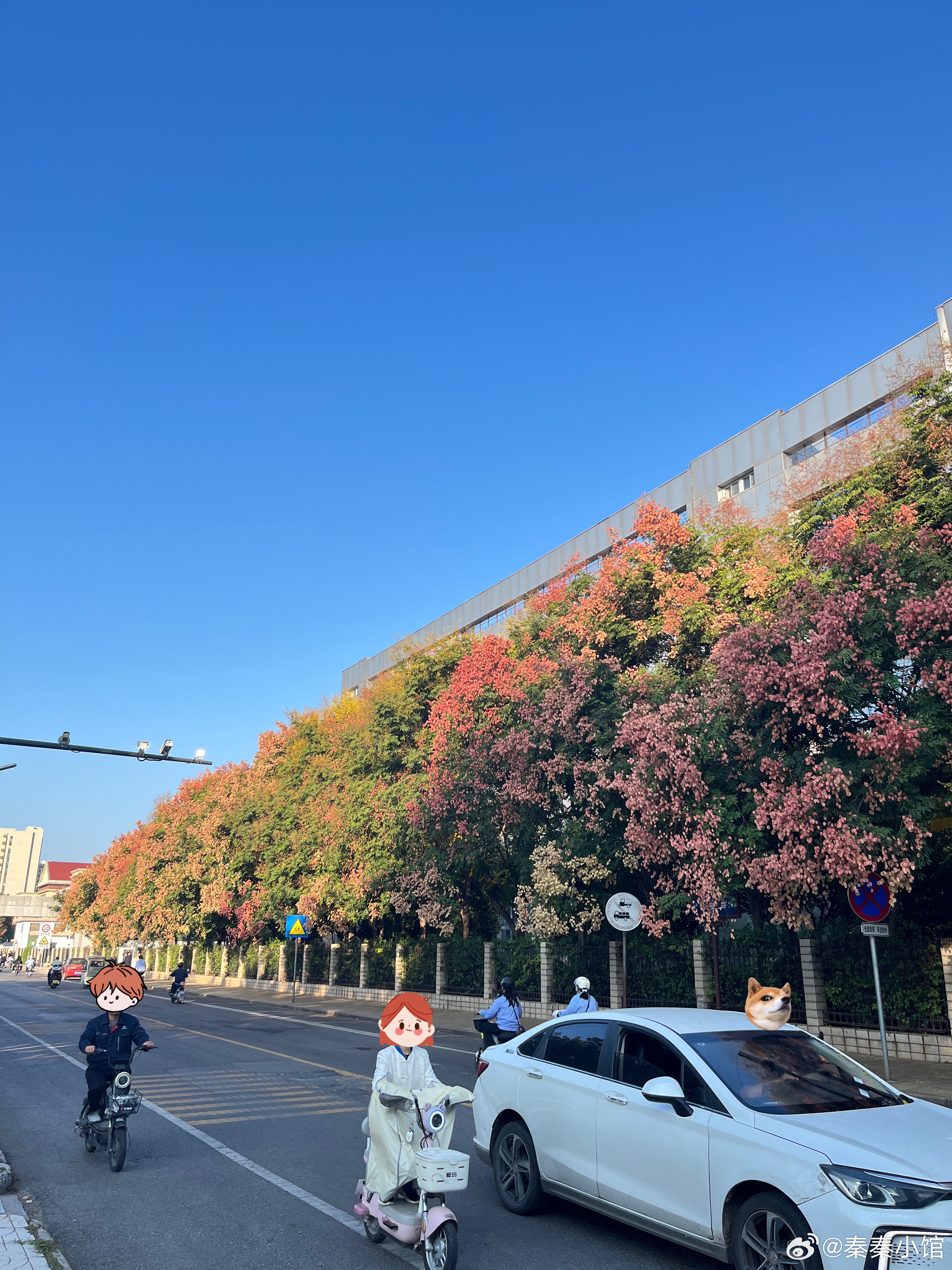栾树艳，桂树香，秋风漫过旧街坊。 ​​​