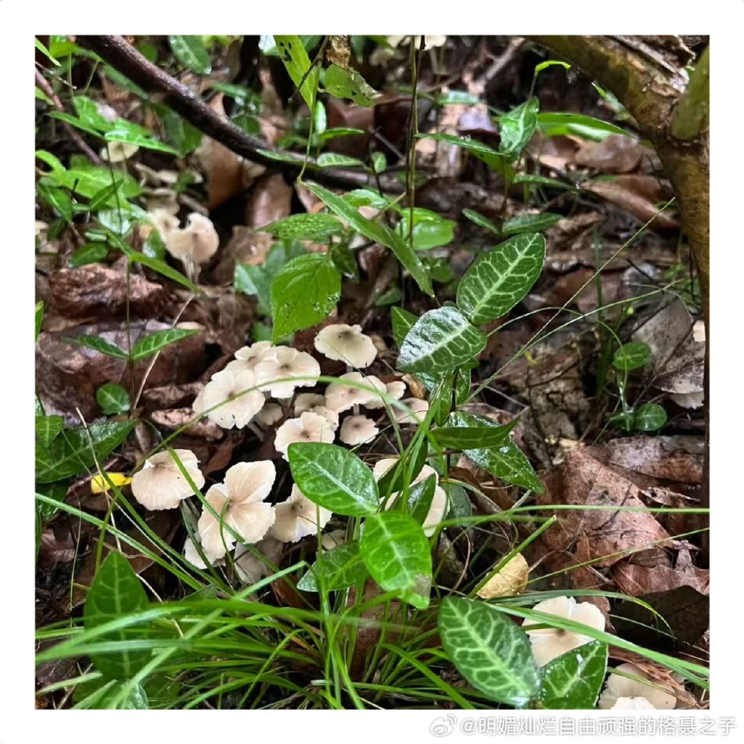 目测很安全，应该属于服用后不会出现小人的好🍄 