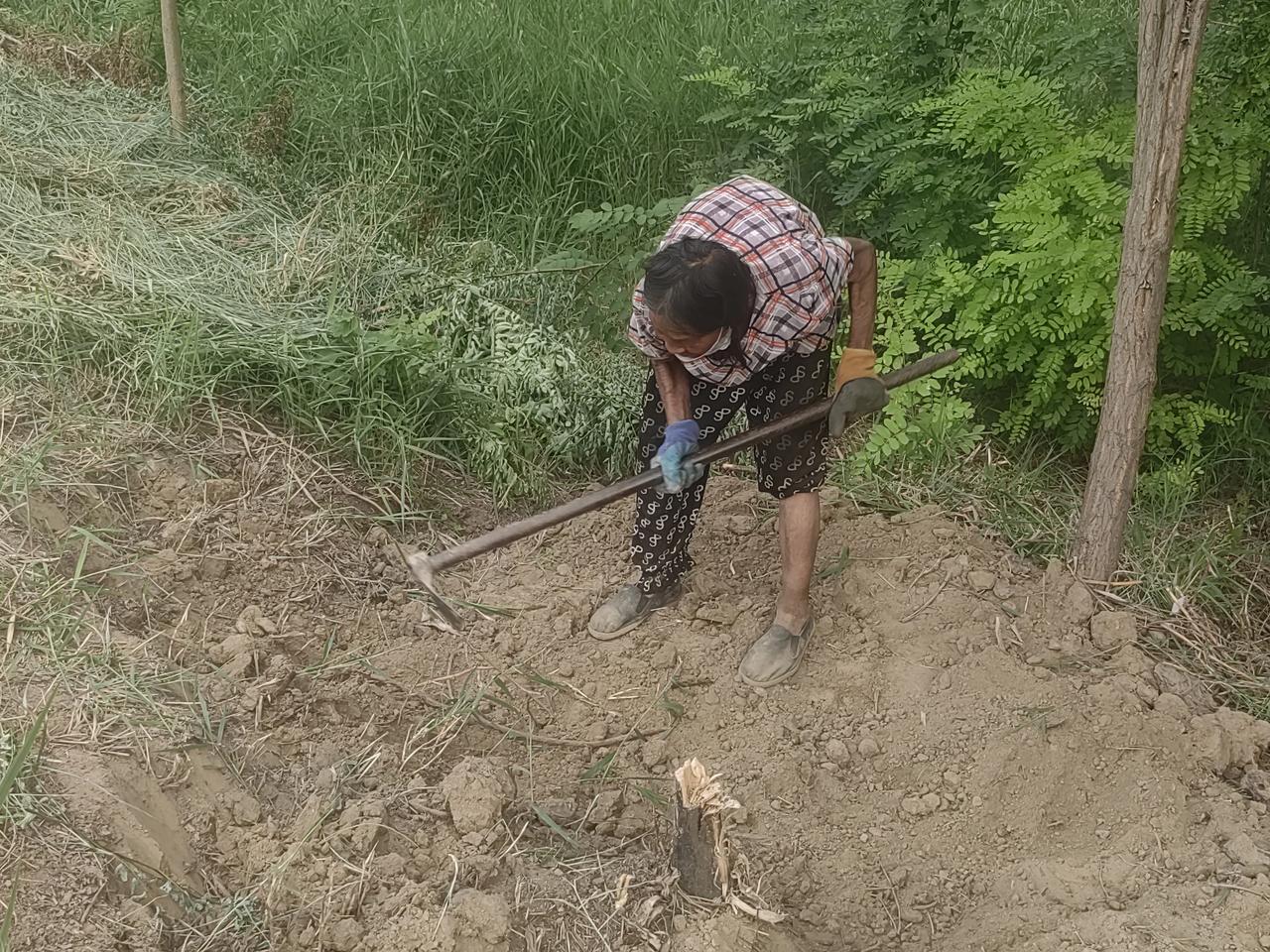 看看这位76岁的农村老太太，今天下午，在39度的高温下刨树根挖芦苇，为的是开垦一