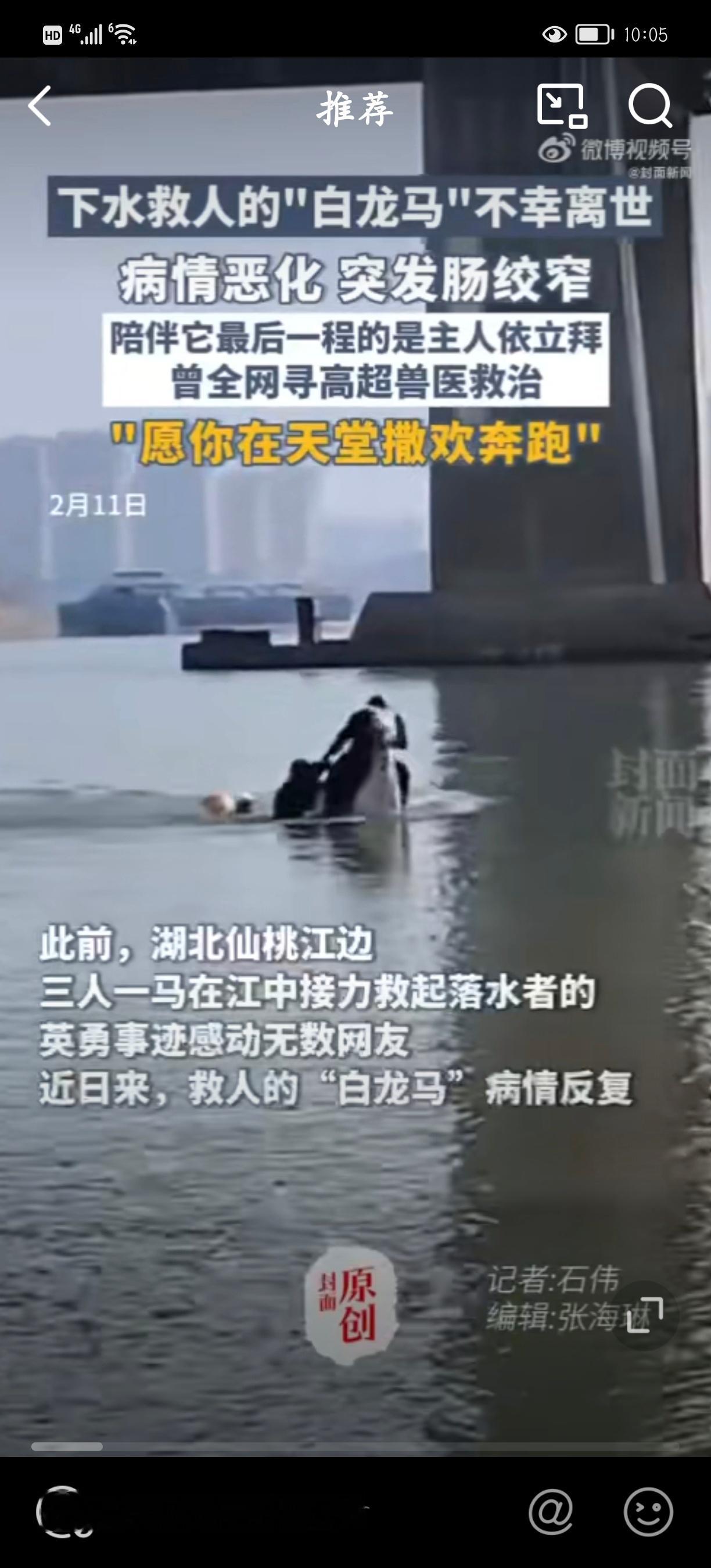 冲入江中救人白马离世 善马有善报，愿来世有个好前程 