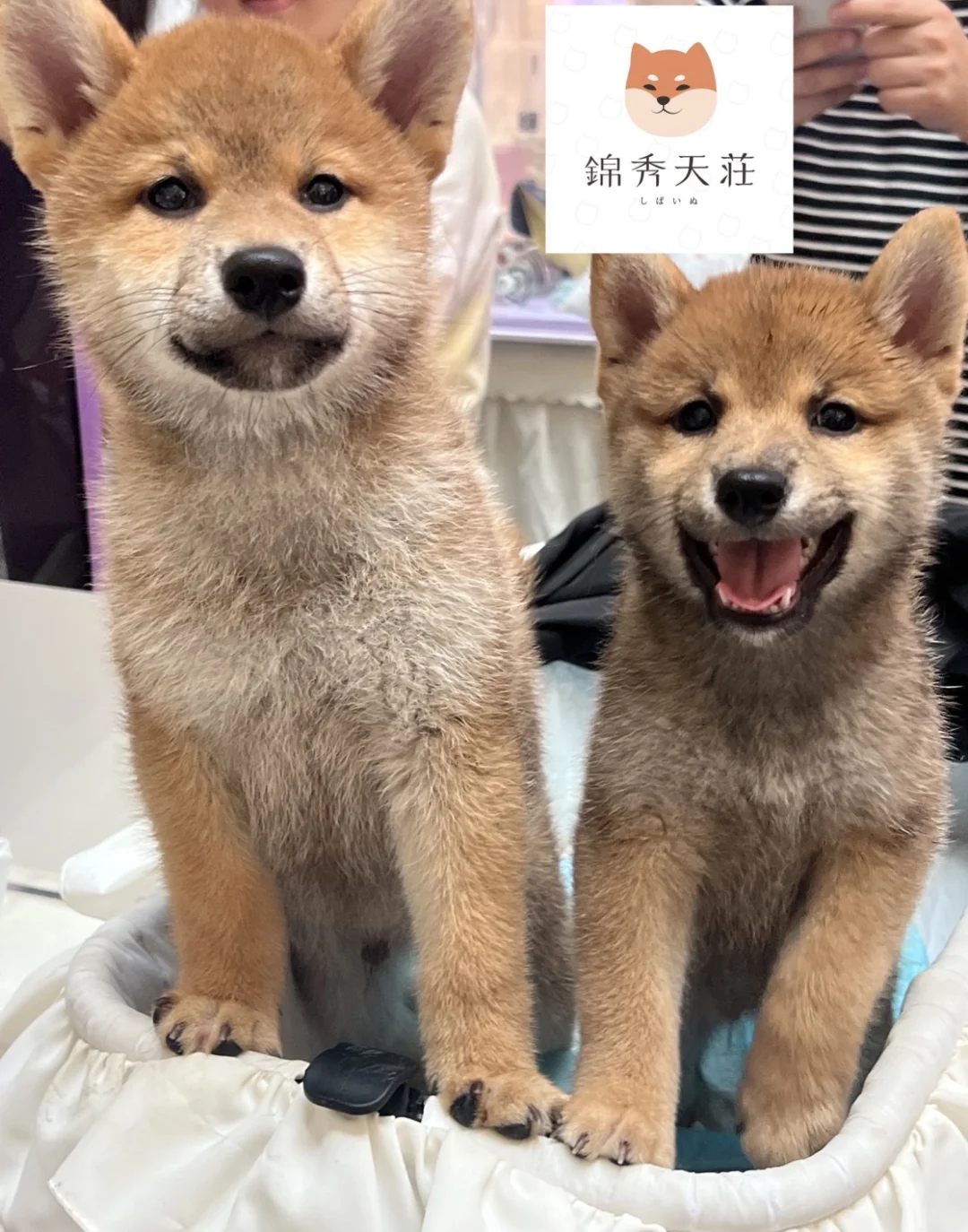 同年龄段的标柴弟弟和豆柴弟弟