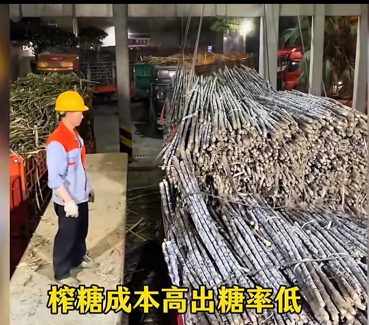 美国农民看到后又要哭了，今年四月初由于甘蔗市场饱和，导致广东，广西，福建等地甘蔗