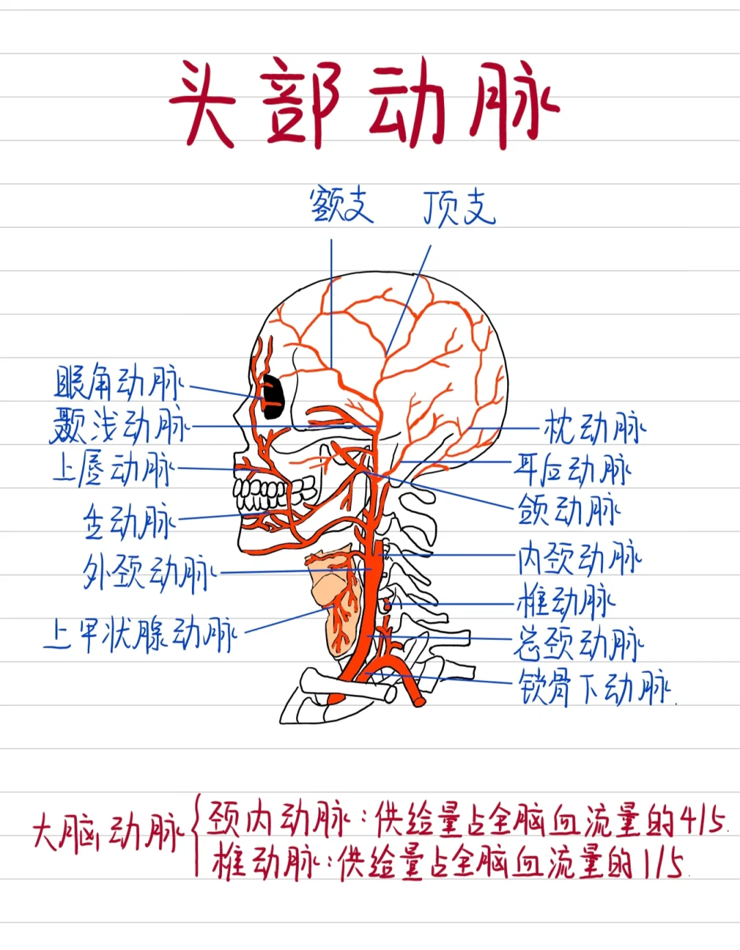 医学插画🎨-头部动脉❗