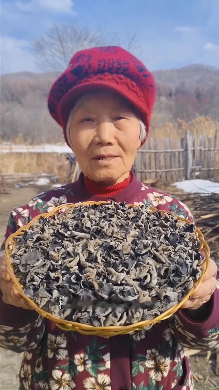 我家是小兴安岭的主麦原始大森林，这是大山里啄木段上生长的秋木耳。什么叫秋木耳？秋