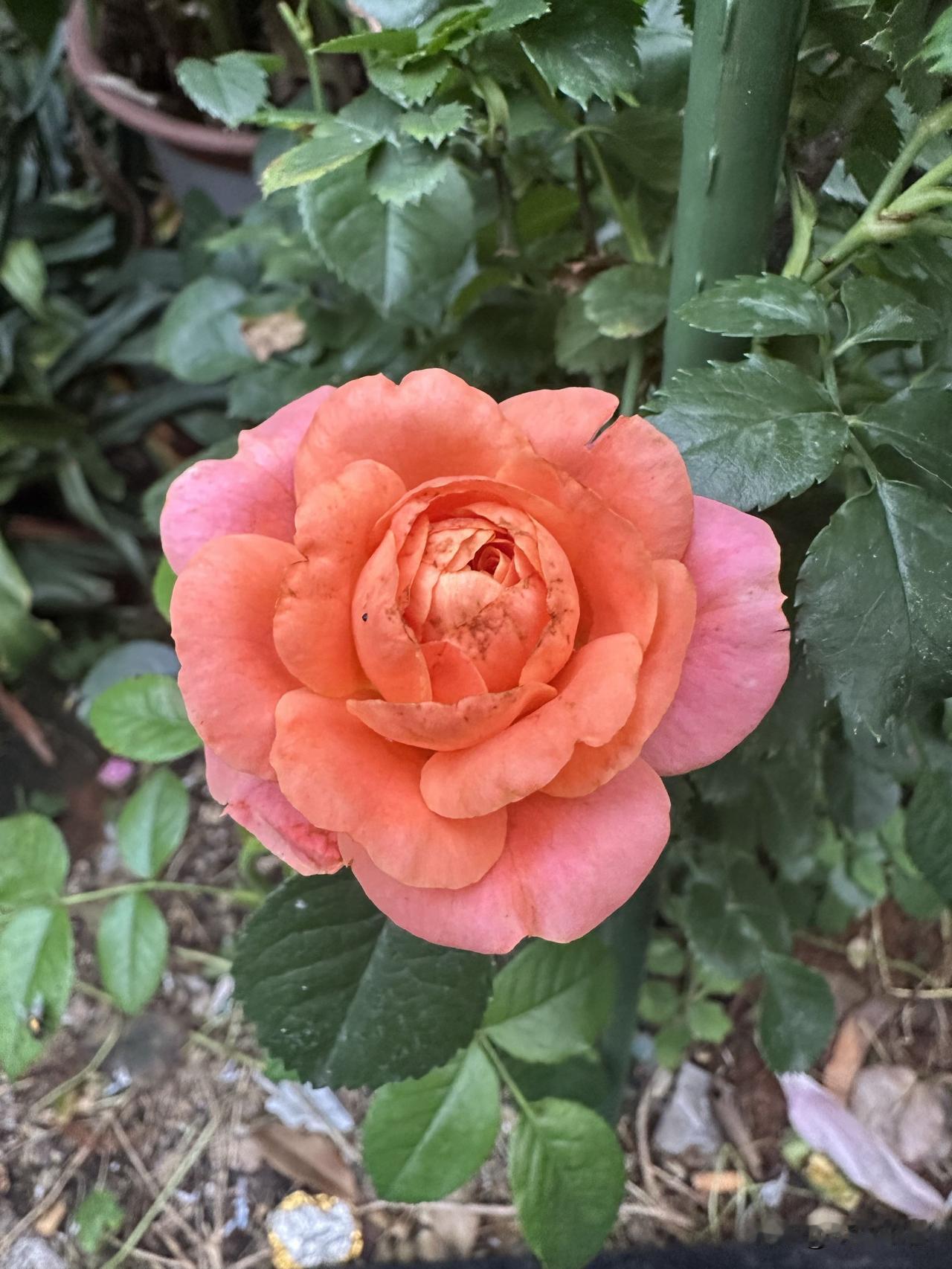 分享一张你拍的花，什么花都行随手拍