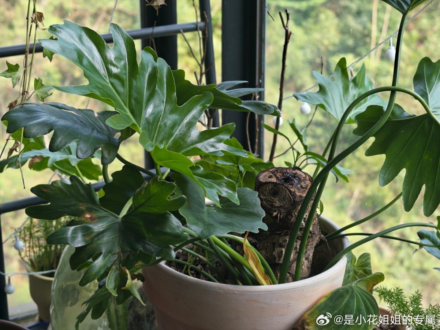 不放弃系列，又多了一株植物之前以为它已经死了，叶片掉完，只留下巨大的根部，没想到