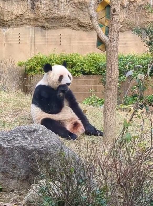 日本马上要没有大熊猫了，鉴于目前紧张关系，日本国内仅有2只大熊猫，分别为东京上野