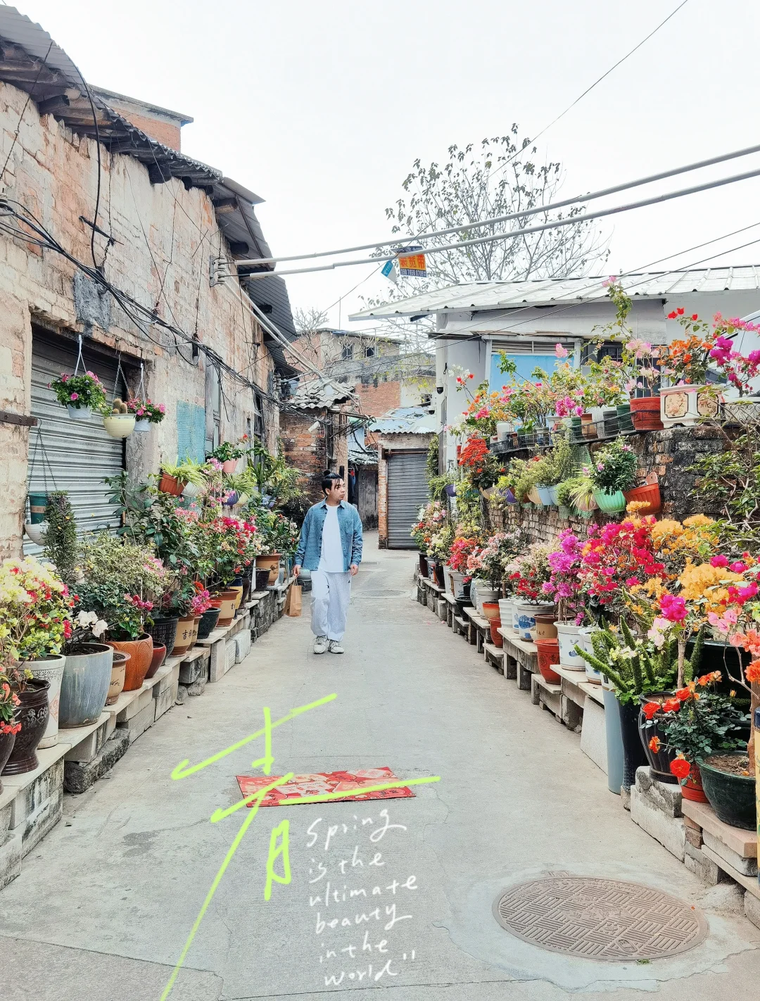 最近爆火的11号线棣园村的鲜花小院……