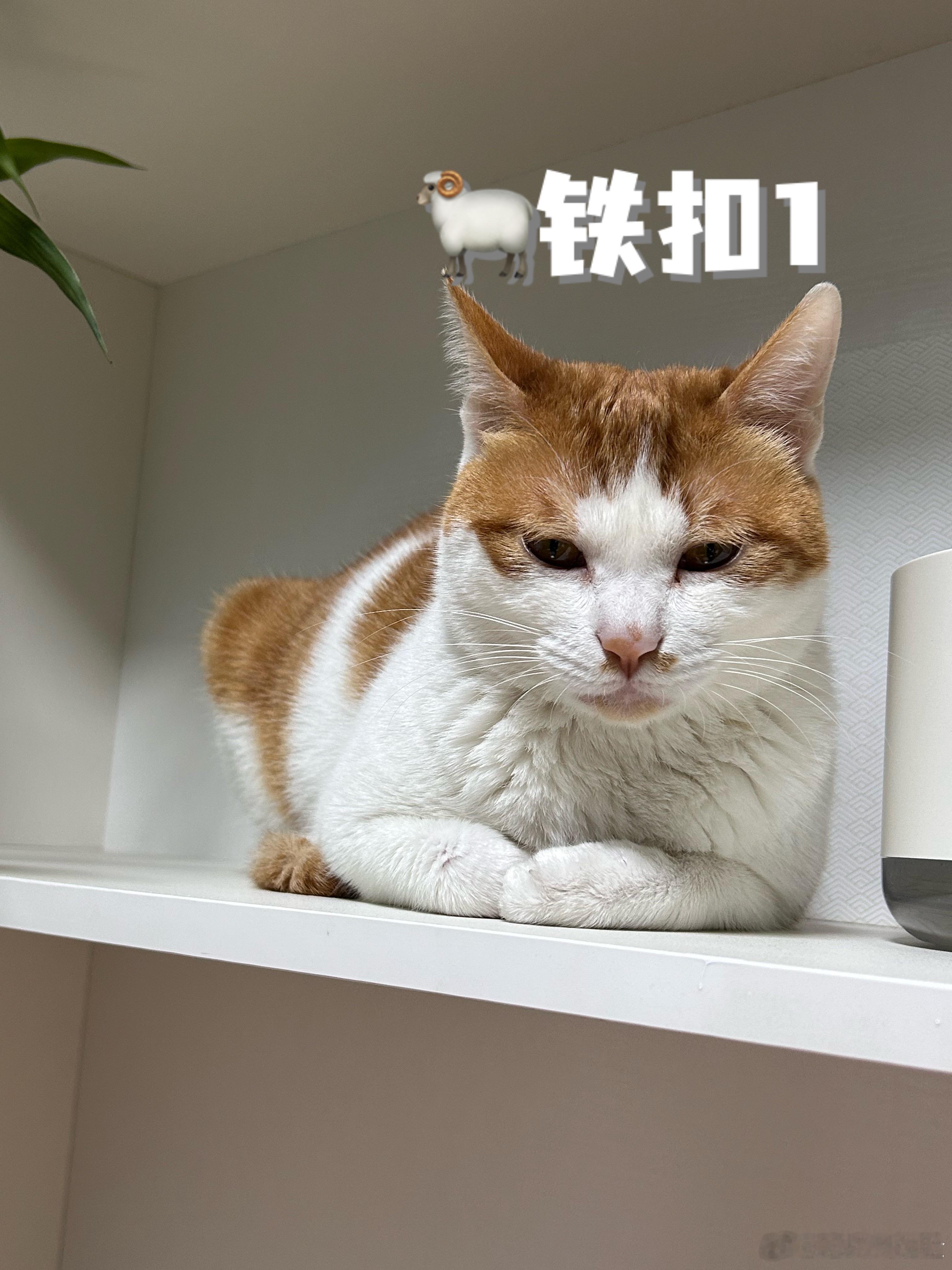 快来找咪🐏铁！！！掉光了都～ 