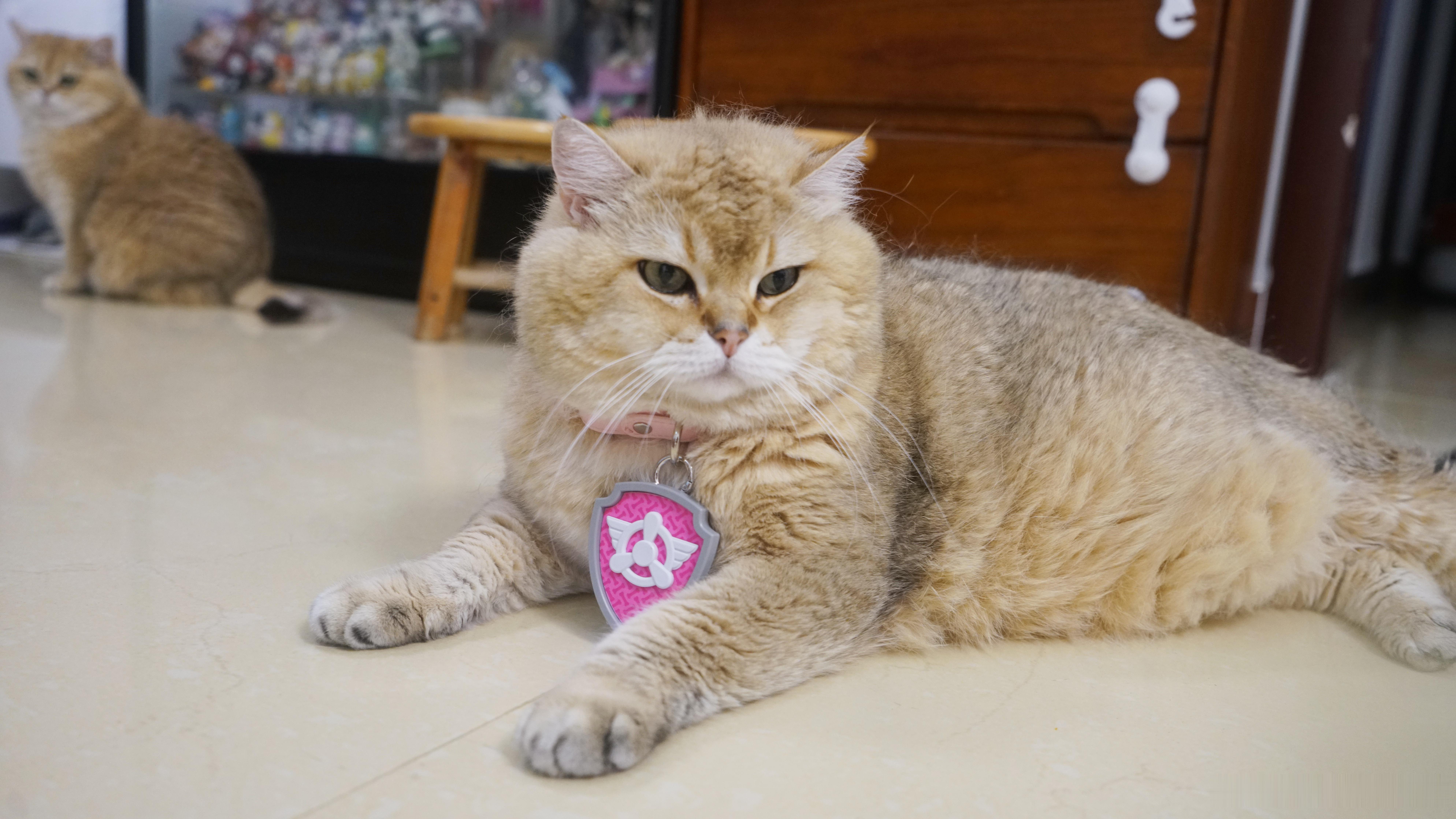 早呀萌宠猫咪