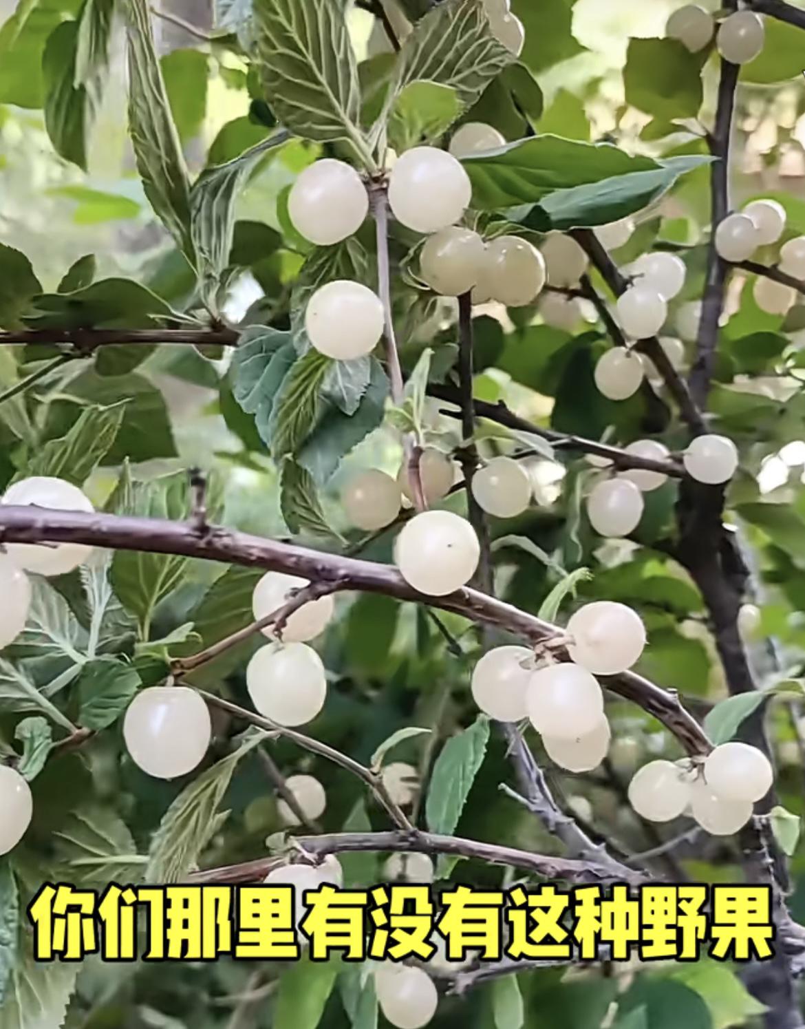我的今日状态：😁轻松愉快
我这里的天气：☀️晴天
山上的野果太多了，
你们那里