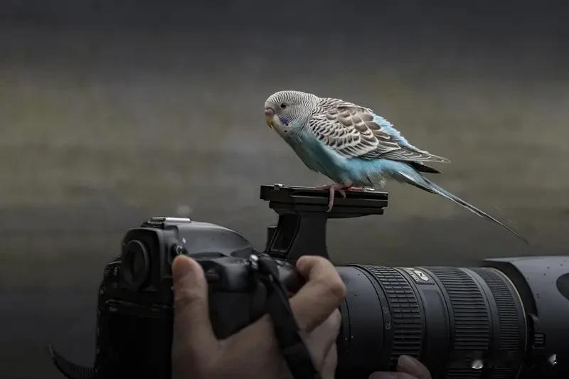 我来分享一张我拍的红尾水鸲照片！这小家伙体长也就12 - 14厘米，照片里这只是