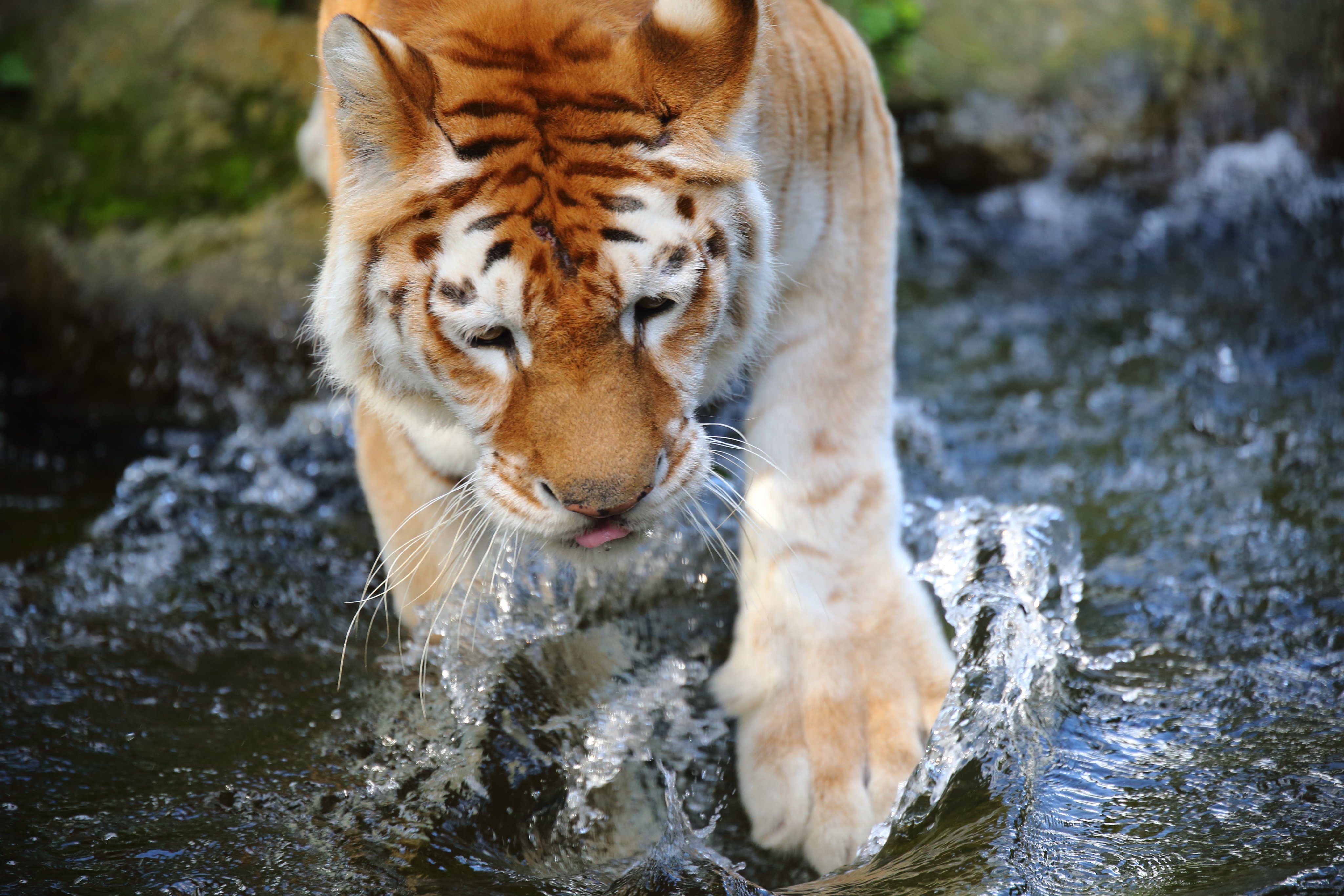 老虎沙猫 金色虎虎和沙色猫猫~【推：sharif_1dx2】 ​​​