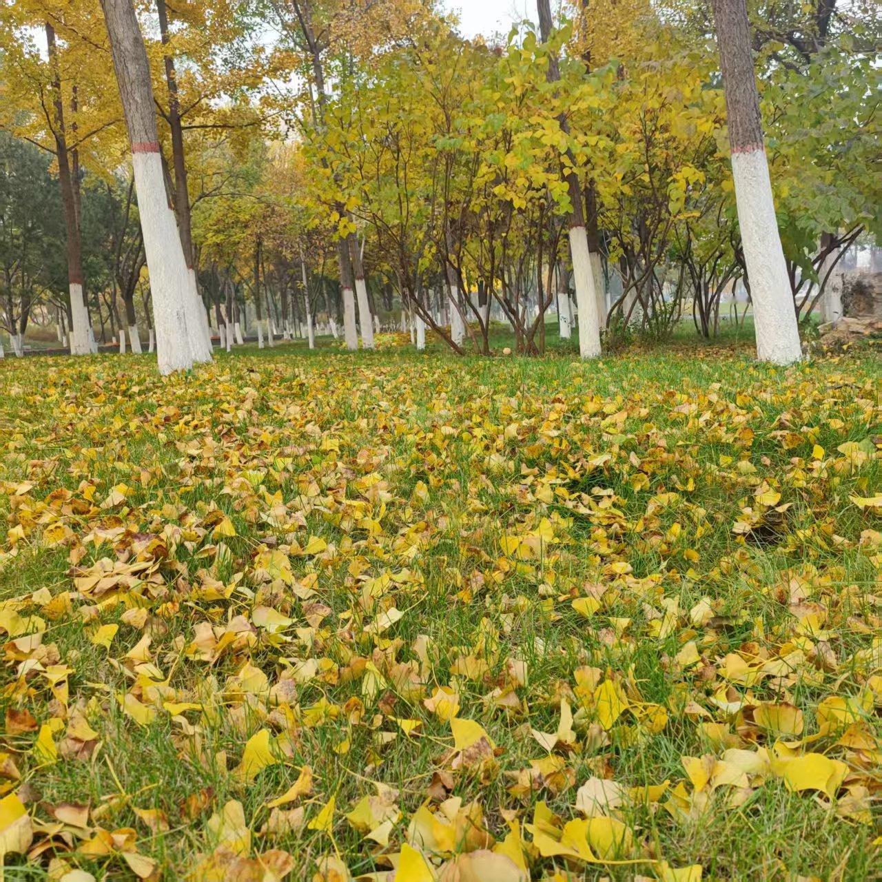 立冬已至，深秋落叶🍂🍂🍂🍂🍂🍂