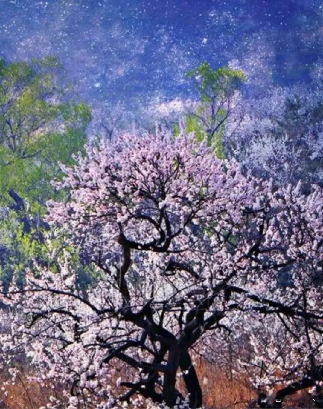 今年的乌素图杏花节或许会产生“超燃”的效应，4月18日呼和浩特乌素图杏花节即将在