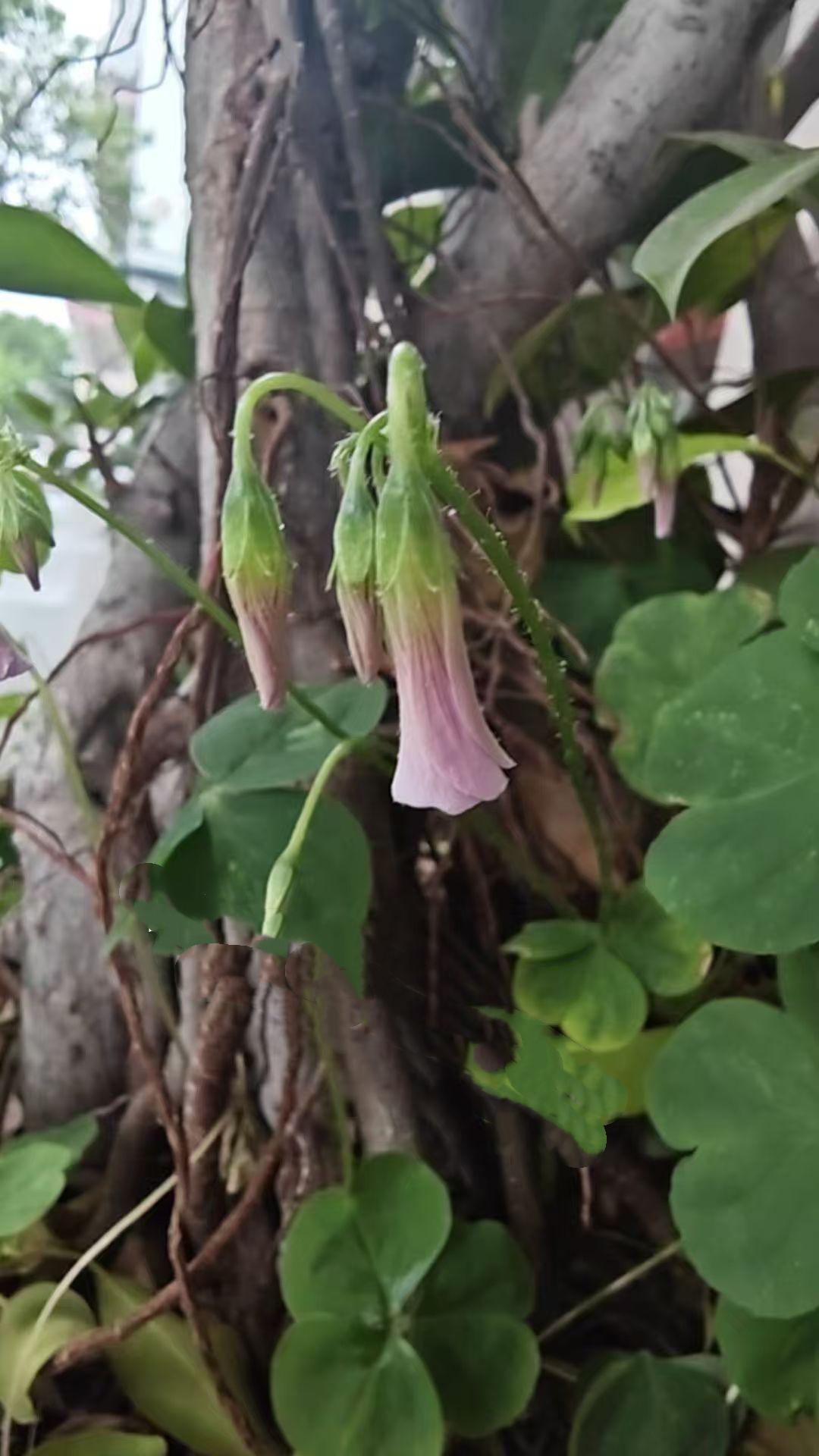 （手机原创）
殊不知，这些花花也下班了……