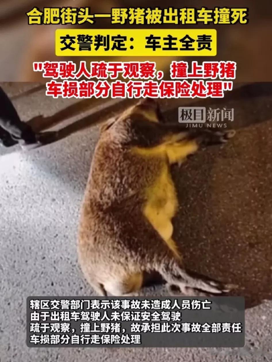 街头惊现一头大野猪，道路中被出租车撞死。

10月18日，“大院新闻”消息，在安