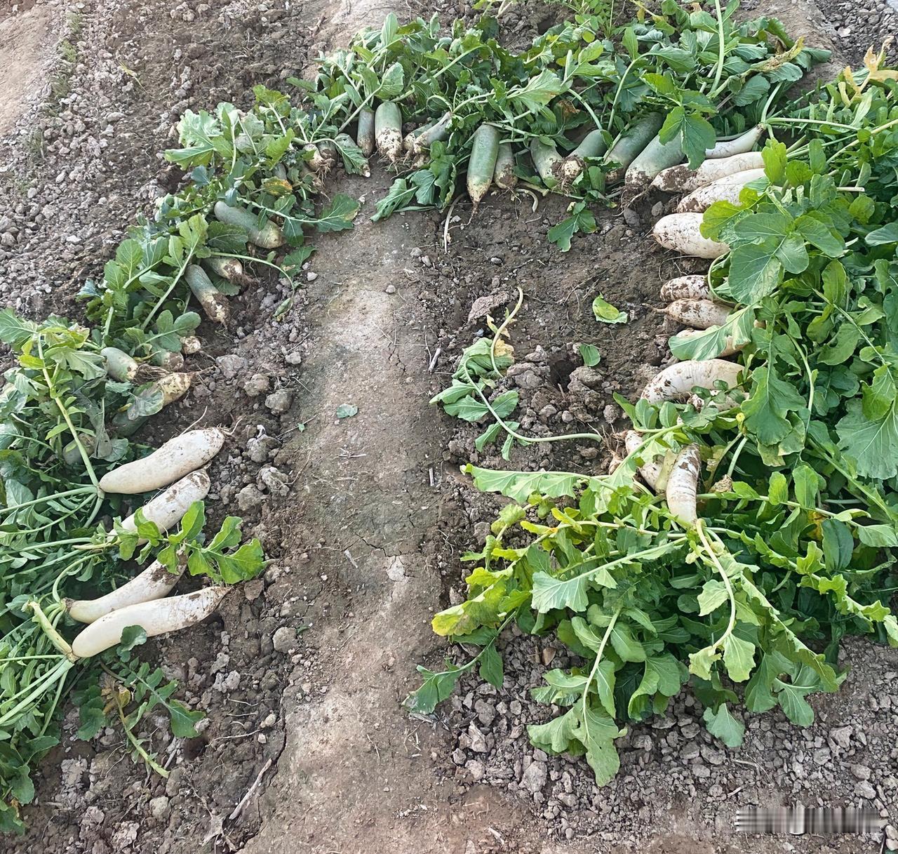 别人认为不值钱的东西，就不要送人了！

辛苦了两个多月，萝卜秋收了，收的不是很多